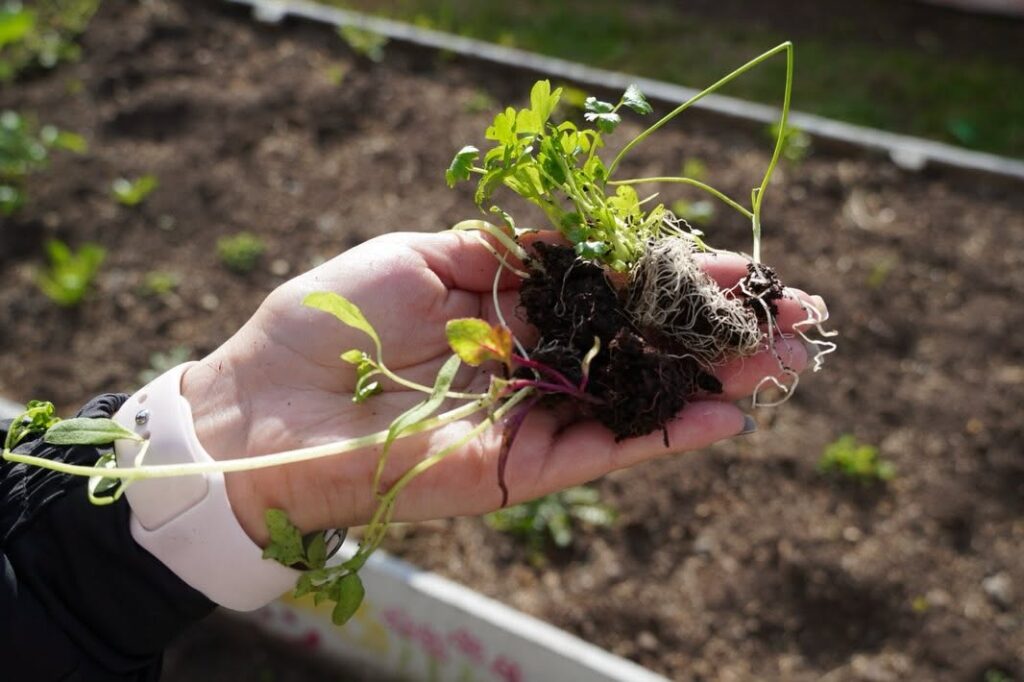 Una mano de mujer con una plántula recién germinada para ser sembrada, de fondo la maceta de la huerta.